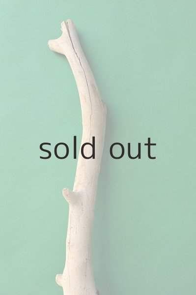 画像3: 幹流木 (3)