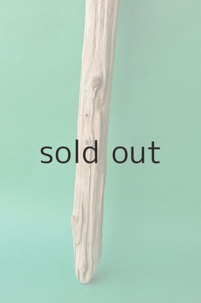 画像2: 幹流木 (2)