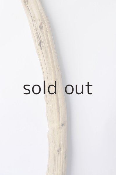 画像3: 幹流木 (3)