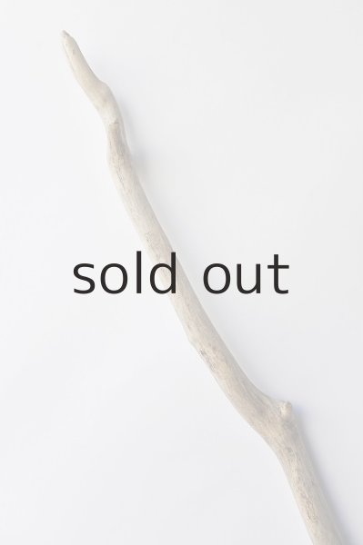 画像4: 幹流木 (4)