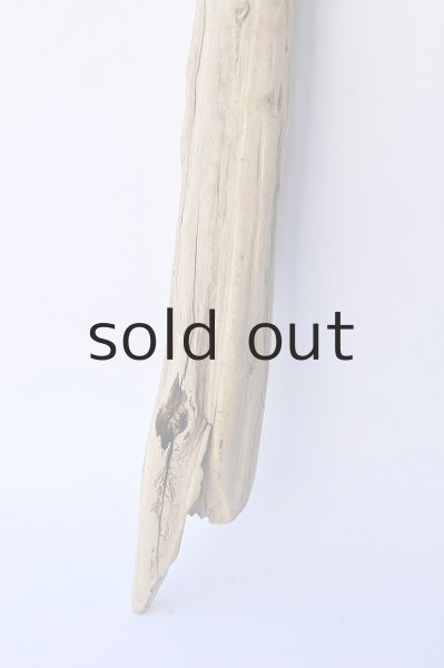 画像2: 幹流木 (2)