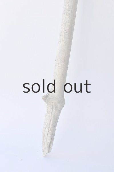 画像2: 幹流木 (2)