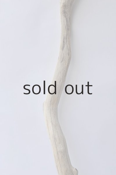 画像3: 幹流木 (3)