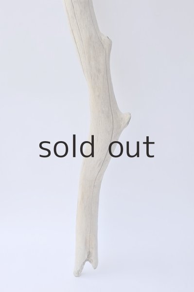 画像2: 幹流木 (2)