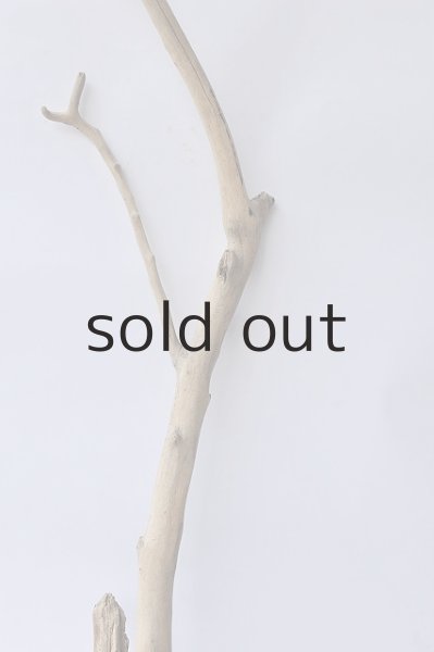 画像3: 幹流木 (3)