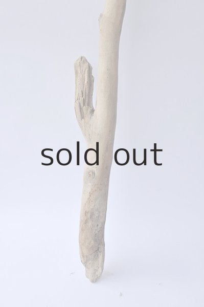 画像2: 幹流木 (2)