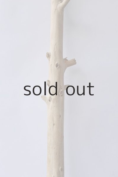 画像3: 幹流木 (3)