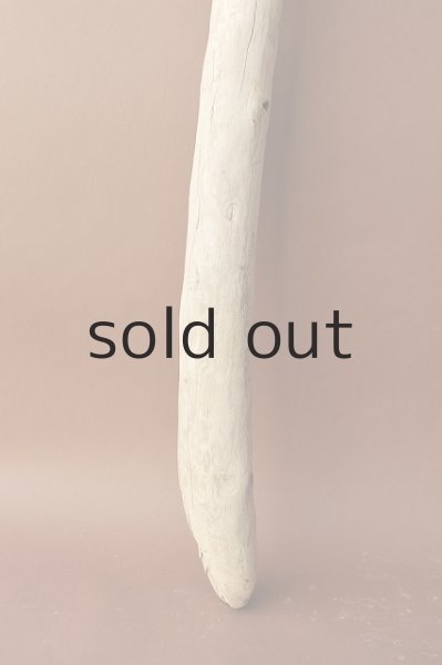 画像2: 幹流木 (2)