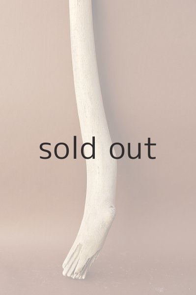 画像2: 幹流木 (2)