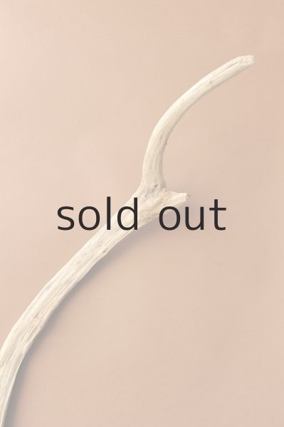 画像5: 幹流木 (5)