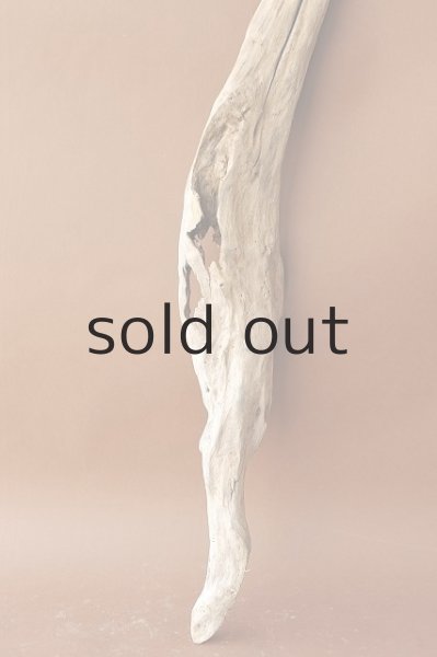 画像2: 幹流木 (2)