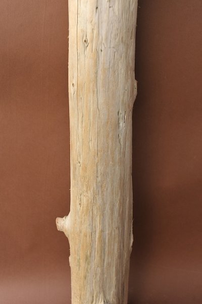 画像2: 幹流木（丸太）