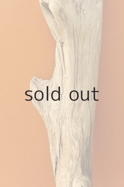 画像4: 幹流木 (4)