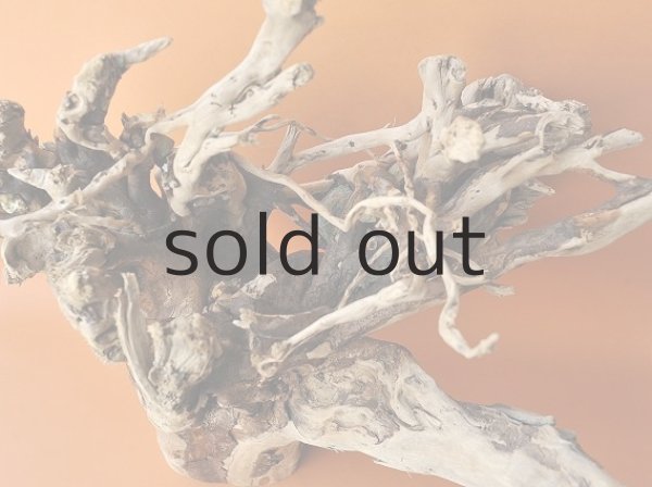 画像2: 大型 根 (2)