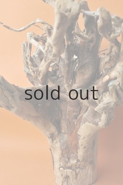 画像5: 大型 根 (5)