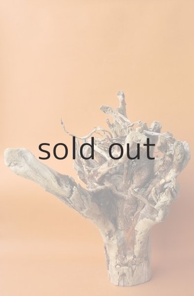 画像4: 大型 根 (4)