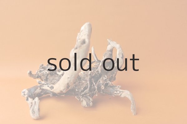 画像3: 流木根 (3)