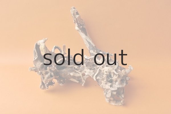 画像4: 流木根 (4)