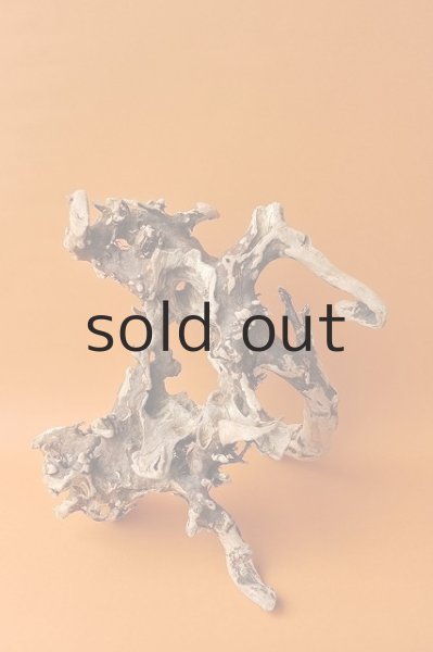 画像2: 流木根 (2)