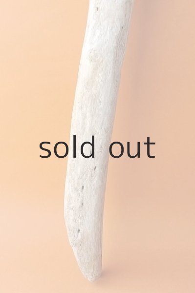 画像2: 幹流木 (2)