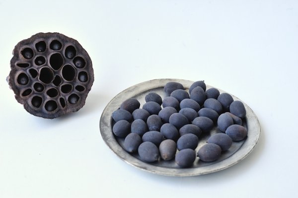 画像6: Dry plants for decor デコール用乾燥種子(蓮)100g【オリジナルスチール缶入り】 (6)