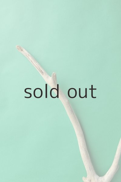 画像3: 幹流木 (3)