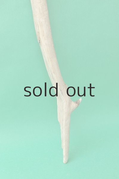 画像2: 幹流木 (2)