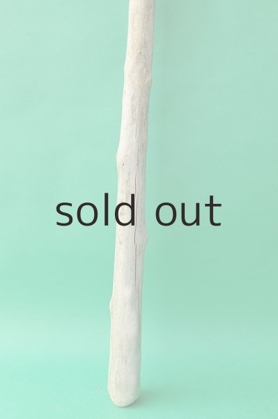 画像2: 幹流木 (2)