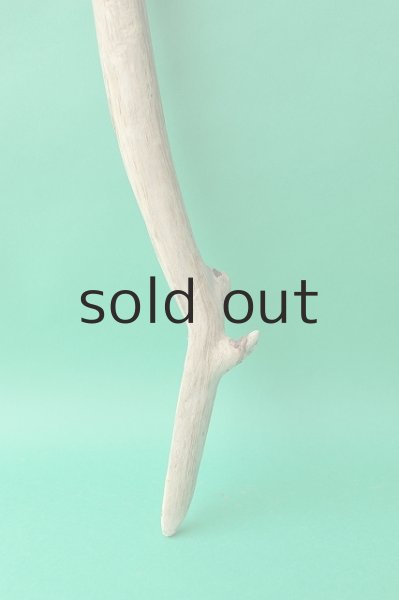 画像3: 幹流木 (3)