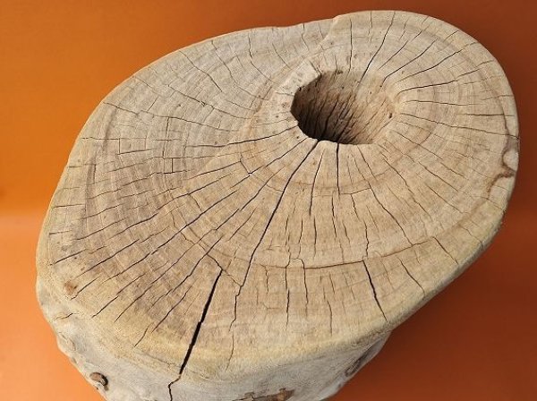 画像2: 大型 幹 (2)