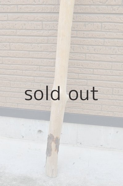 画像2: 幹流木・長尺 (2)