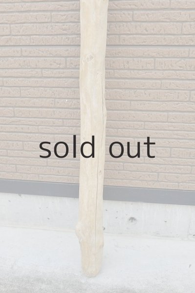 画像2: 幹流木 (2)