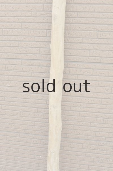 画像3: 幹流木 (3)