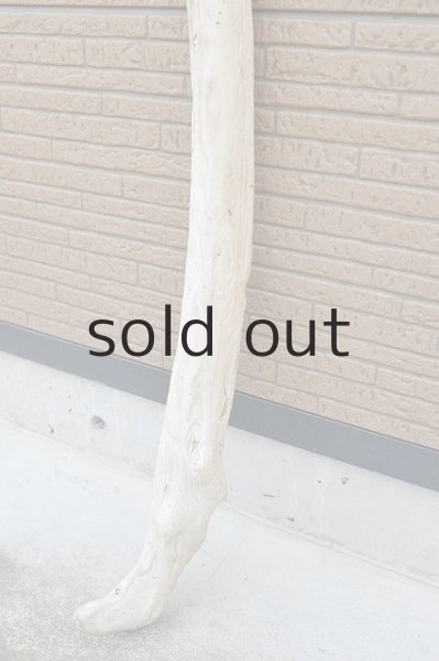 画像2: 幹流木 (2)