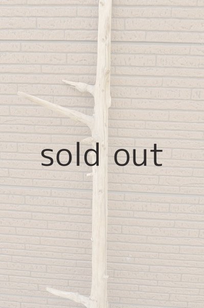 画像3: 幹流木・長尺 (3)