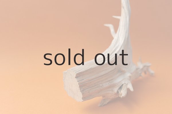 画像3: 流木根 (3)