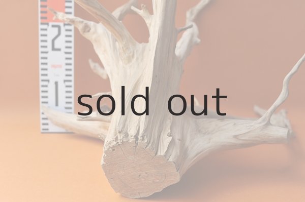 画像3: 流木根・中型 (3)