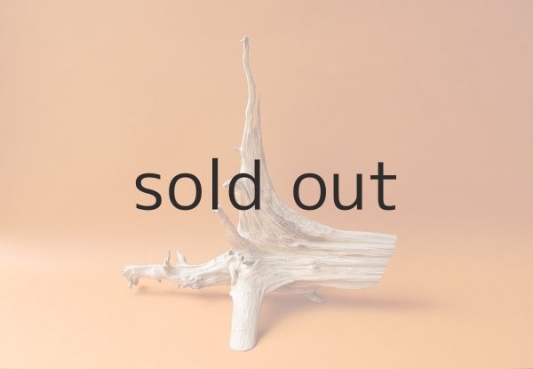 画像2: 流木根 (2)