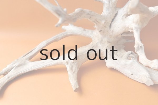 画像2: 流木根・中型 (2)