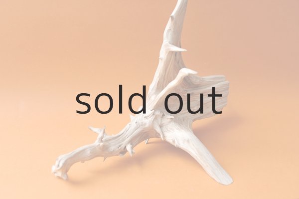 画像4: 流木根 (4)