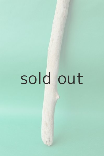 画像2: 幹流木 (2)