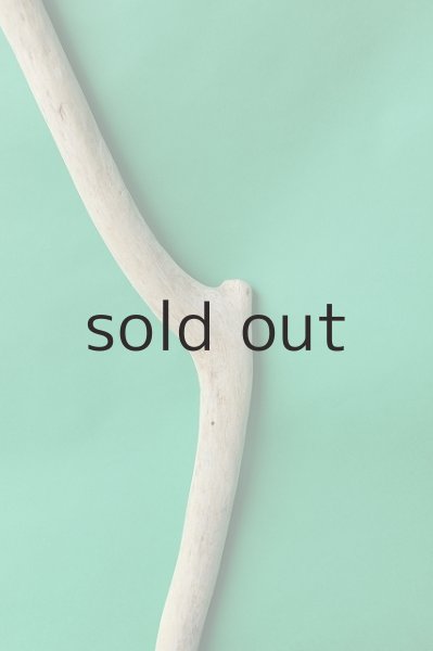 画像3: 幹流木 (3)