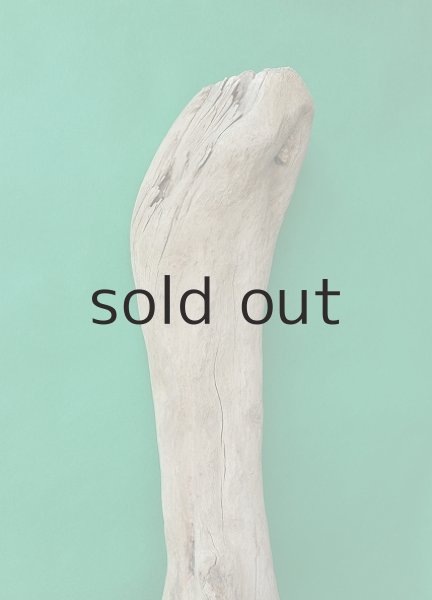 画像4: 大型 根 (4)