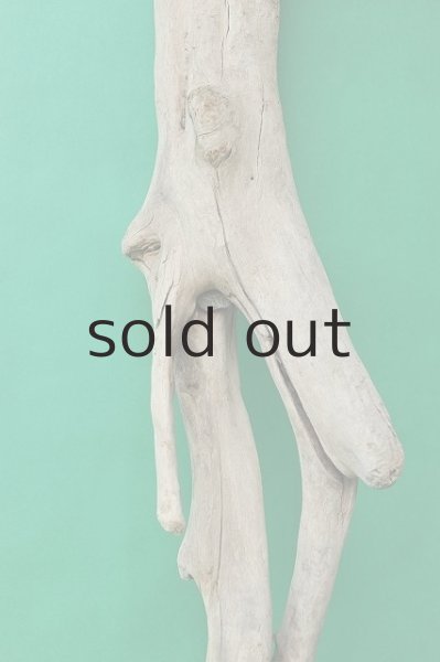 画像3: 大型 根 (3)