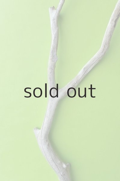 画像4: 幹流木 (4)