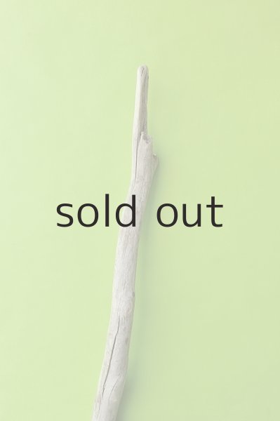 画像5: 幹流木 (5)