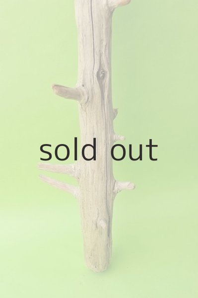 画像2: 幹流木 (2)