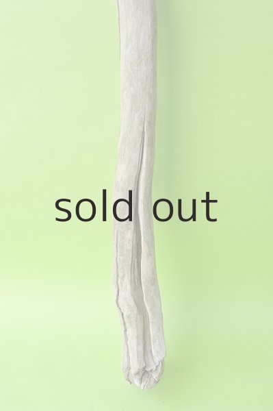 画像2: 幹流木 (2)