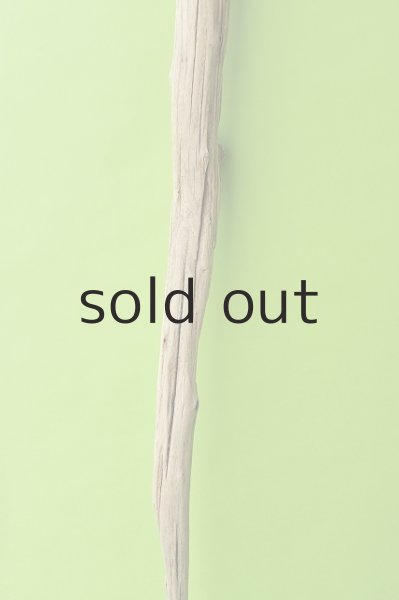 画像3: 幹流木 (3)