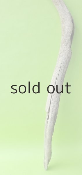 画像2: 幹流木・長尺 (2)